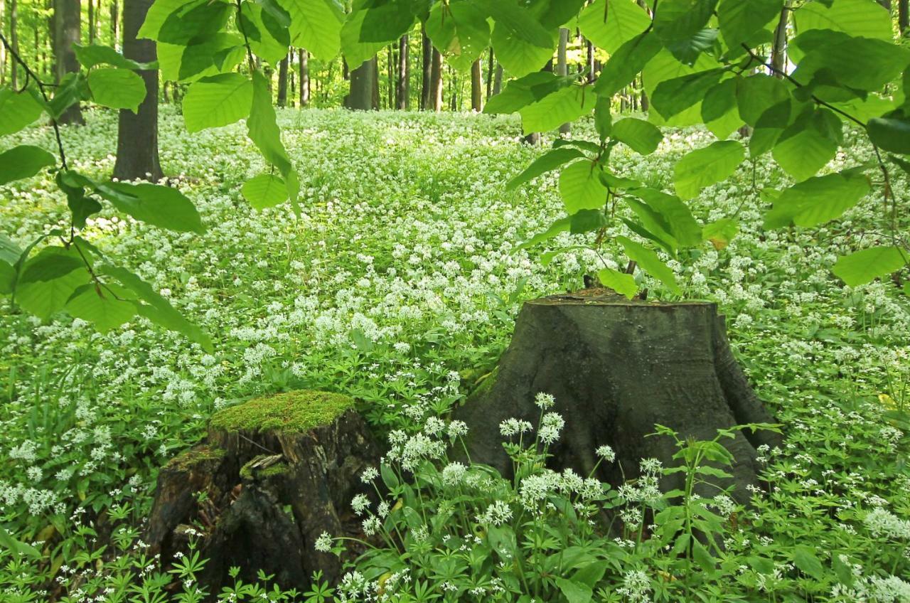 Hainich-Zeit Rodeberg Bagian luar foto