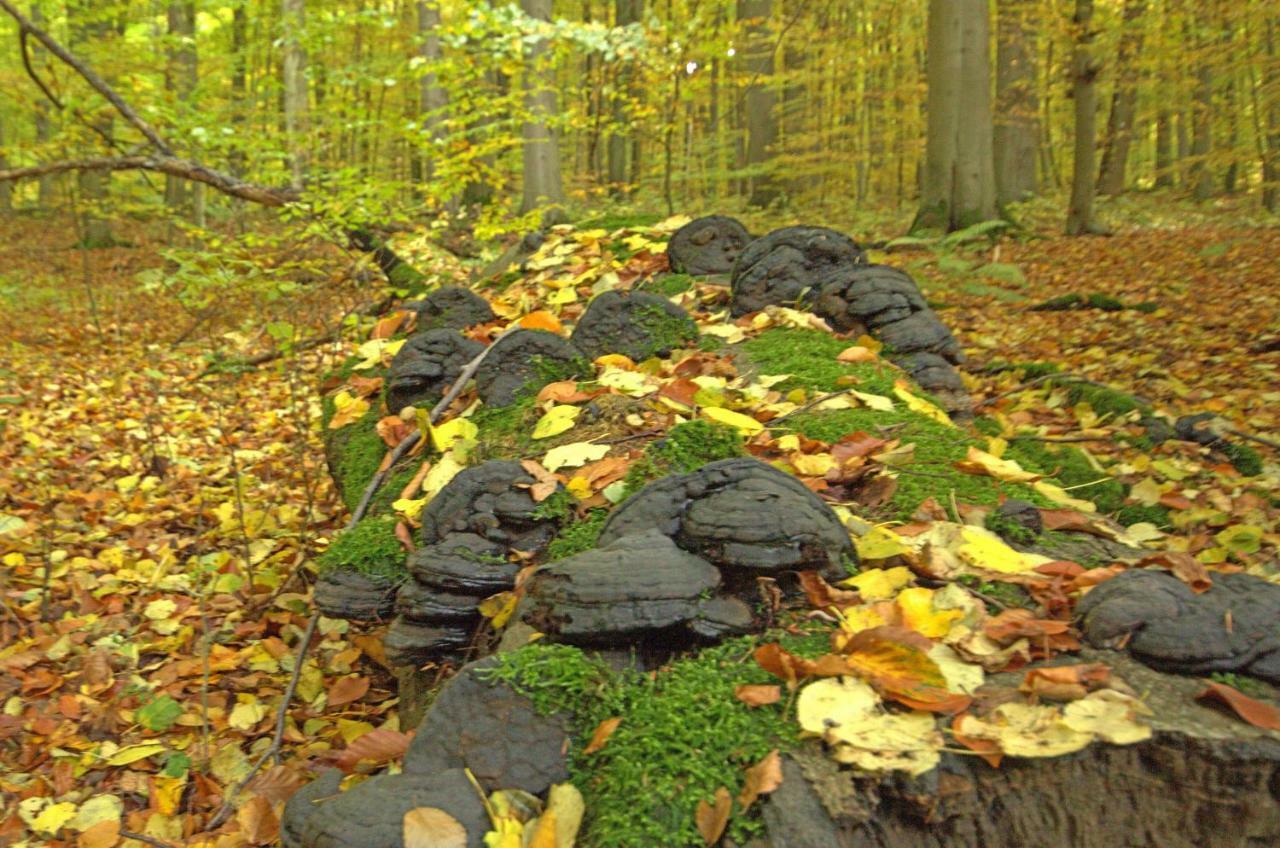 Hainich-Zeit Rodeberg Bagian luar foto